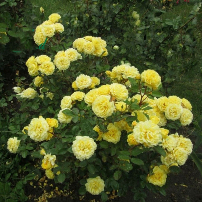 Роза анна де киев